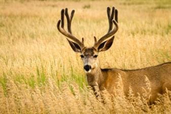 A buck deer in a field, hunt deer concept.