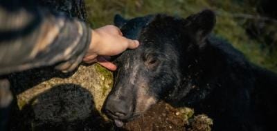 Close-up of a hunter's head on a bear's head after hunt, where to shoot a bear concept.