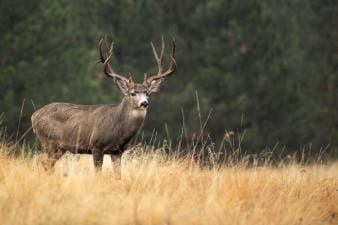 Buck mule deer stands in field, best states to hunt mule deer concept.