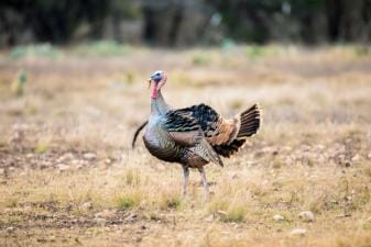 A Rio Grande turkey in a field.