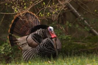 An Eastern turkey sitting underneath tree limbs, learning about the species concept.