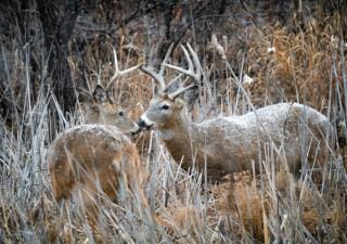 Two bucks in brush and light snow, post-rut deer hunting concept.