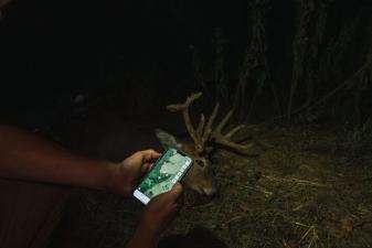 Hunter holding phone showing HuntWise with deer nearby, how to plan a deer hunt concept.