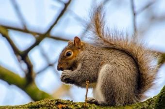 A squirrel sits on a tree limb, best time to hunt squirrels concept.