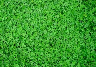 Clover in a field, clover deer food plots concept.