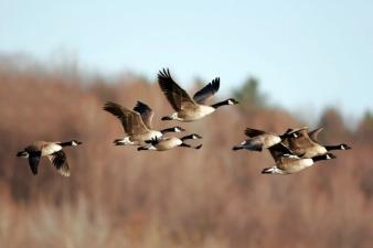Flock of geese in flight, waterfowl migration concept.