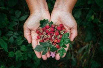 Close-up of hands holding berries, hunting and foraging concept.