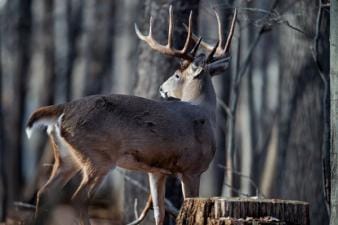 Side view of a whitetail buck, Virginia deer season 2025 concept.