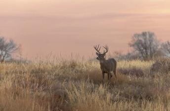A whitetail buck in a field of tall grass, Ohio deer season concept.