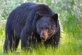 A large bear in a green field, best states for spring bear hunts concept.