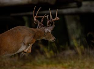 Running buck shedding velvet, pre rut hunting tips concept.