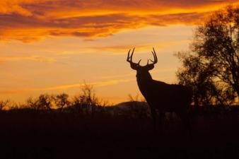 A buck deer silhouette, using grunt calls to lure deer concept.