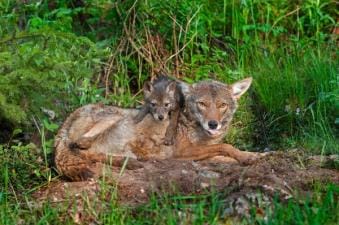 Coyote with pup in the brush, how to find coyotes concept.