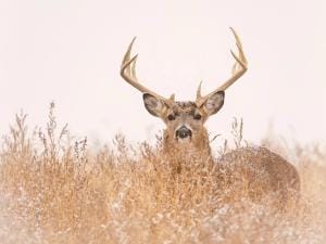 Deer buck looking over brush with dusting of snow, November deer hunting concept.