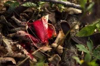 Spots of blood on a leaf showing a blood trail for deer tracking.