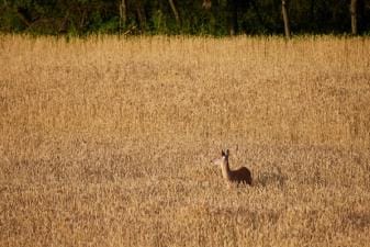 A doe in a corn field, learn deer bleats concept.