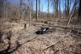 A watering hole for deer in the woods.