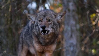 A coyote in the woods, coyote hunting concept.