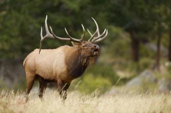 Large bull elk bugles in field, what is an elk bugle concept.