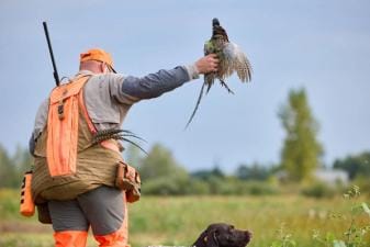 Hunter in blaze orange with pheasant in hand during hunt, pheasant hunting Ohio concept.