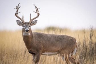 Buck deer with large antler rack, how to age a buck concept.