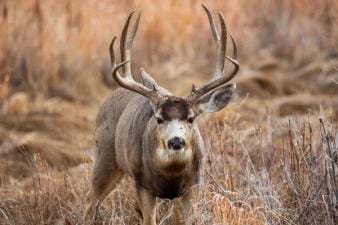 Mule deer buck in tall brush.