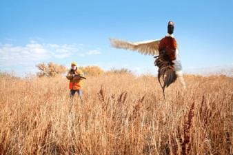 A hunter aims at a pheasant flushed out of the brush.