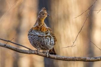 Grouse bird perched on tree limb, how to hunt grouse concept.