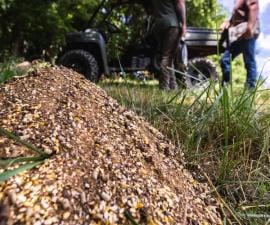 Deer feed on the ground, what to put in a deer feeder concept.