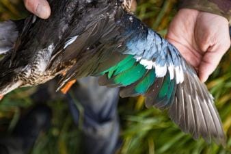 Close-up of a hunter holding a duck wing, waterfowl hunting concept.