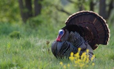 A wild turkey in the field, using turkey calls concept.