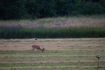 A whitetail buck feeds in a field, understanding deer feeding times concept.