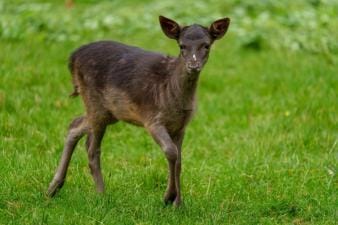 Rare black deer in a green field.