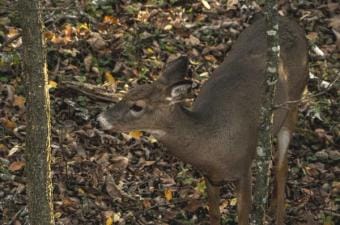 A whitetail buck at the edge of the woods, Oklahoma deer season 2025 concept.