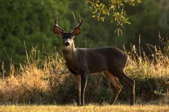 Black tail deer buck in the woods.