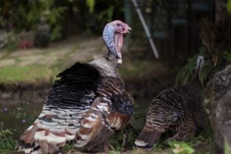A turkey before a turkey hunt.