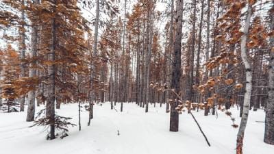 A wintery scene with snow on the ground and trees, hunting blizzard bucks concept.