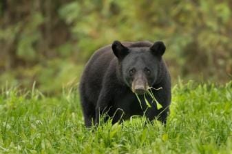 A bear in the wild, black bear hunts concept.