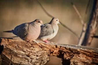 Two doves sit on a branch, when does dove hunting season start concept.