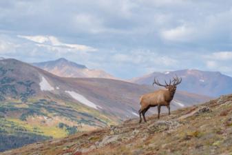 An elk calls while on a ridge in mountains, Wyoming elk hunting concept.