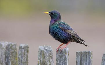 Close-up of a starling on a fence post, how to hunt starlings concept.