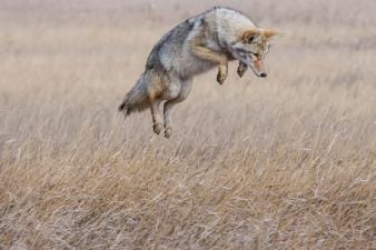 A coyote jumps in a field, find the best coyote movement times for hunts concept.