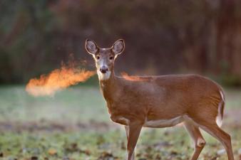 An image of a doe and its breath on a cold morning.