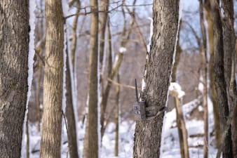 A trail cam on a tree.