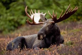 A moose in the grass, best times for moose hunting concept.