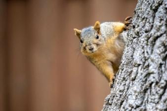 A squirrel looks straight ahead while on a tree, summer squirrel hunting success.