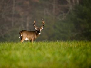 A whitetail buck stands in a green field, when is Tennessee deer hunting 2024 concept.
