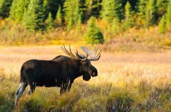 A moose in a field, bull elk vs bull moose concept.