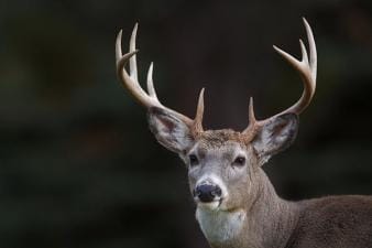 Close-up of a white-tail buck's head in the wild, being aware of CWD concept.