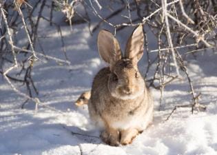 A rabbit in the snow, winter rabbit hunting tips concept.